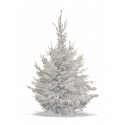 Sapin de Noël Nordmann floqué blanc
