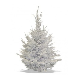 Een besneeuwde dennenboom met volle takken en een zachte, witte uitstraling.