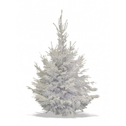 Sapin enneigé aux branches étendues, évoquant la magie de l'hiver.