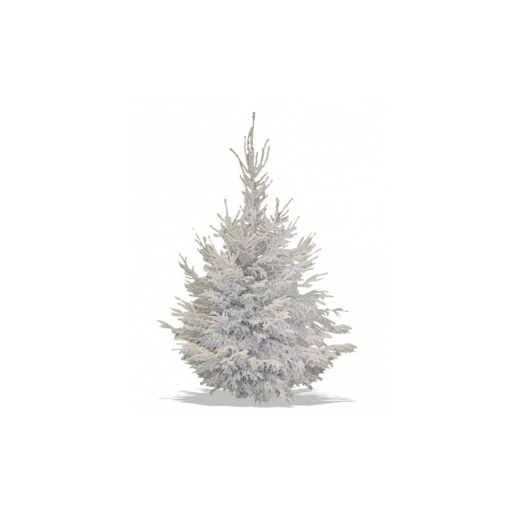 Sapin Nordmann floqué blanc