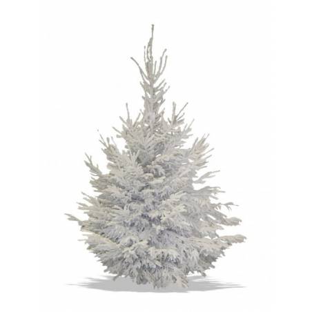 Sapin Nordmann floqué blanc Sapin Nordmann floqué blanc