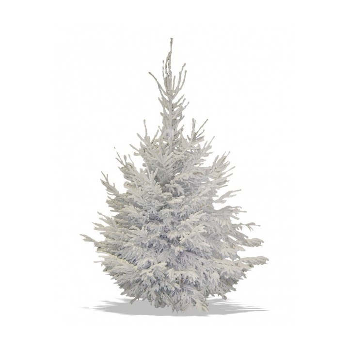 Sapin enneigé aux branches étendues, évoquant la magie de l'hiver.