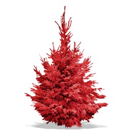 Conifère flamboyant, rouge vif, aux branches aériennes et feuillage dense.