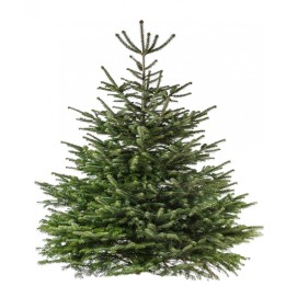 Groene dennenboom met volle takken, symmetrisch van vorm, op een witte achtergrond.