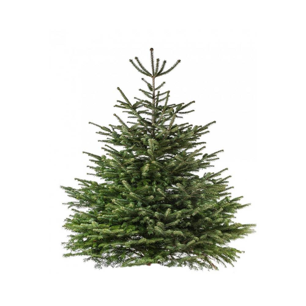 Sapin de Noël Nordmann naturel disponible de 100 à 300 cm sur Sapins.be