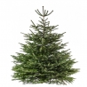 Sapin Nordmann naturel - 1