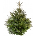 Echte fijnspar Kerstboom