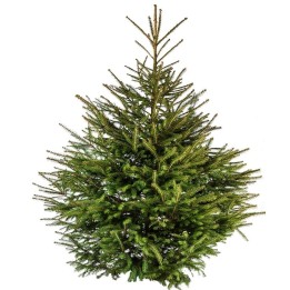 Groene spar met volle takken, puntige naalden en een piramidale vorm.