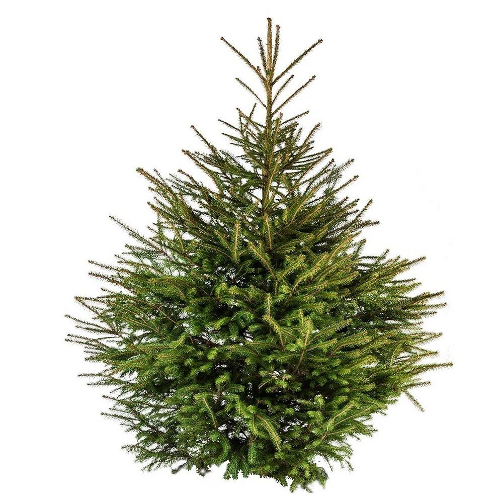 Sapin de Noël épicéa naturel des Ardennes belges