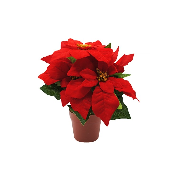 A vibrant red poinsettia with large petals and green leaves in a brown pot.