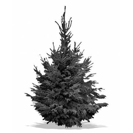 Sapin Nordmann Floqué Noir Sapin Nordmann Floqué Noir