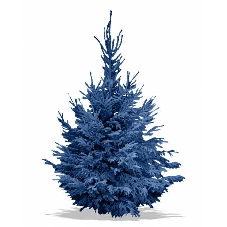 Sapin Nordmann Floqué Bleu Sapin Nordmann Floqué Bleu