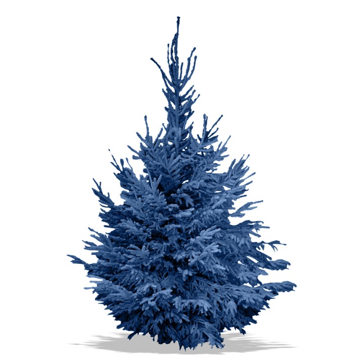 Een grote, volle dennenboom in een levendige blauwe kleur met spitse takken.