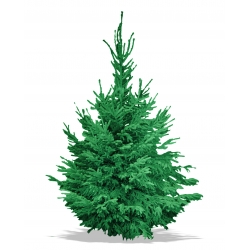 Sapin Nordmann Floqué Vert