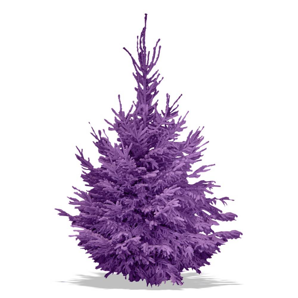 Sapin Nordmann Floqué Mauve