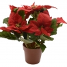 Artificial Christmas Rose - Poinsettia - 2 Artificial Christmas Rose - Poinsettia - 2