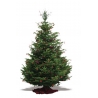 Grand sapin Nordmann - 1 Grand sapin Nordmann - 1