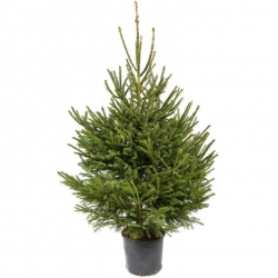 Sapin vert dense dans un pot noir, aux branches élancées et feuillage riche.