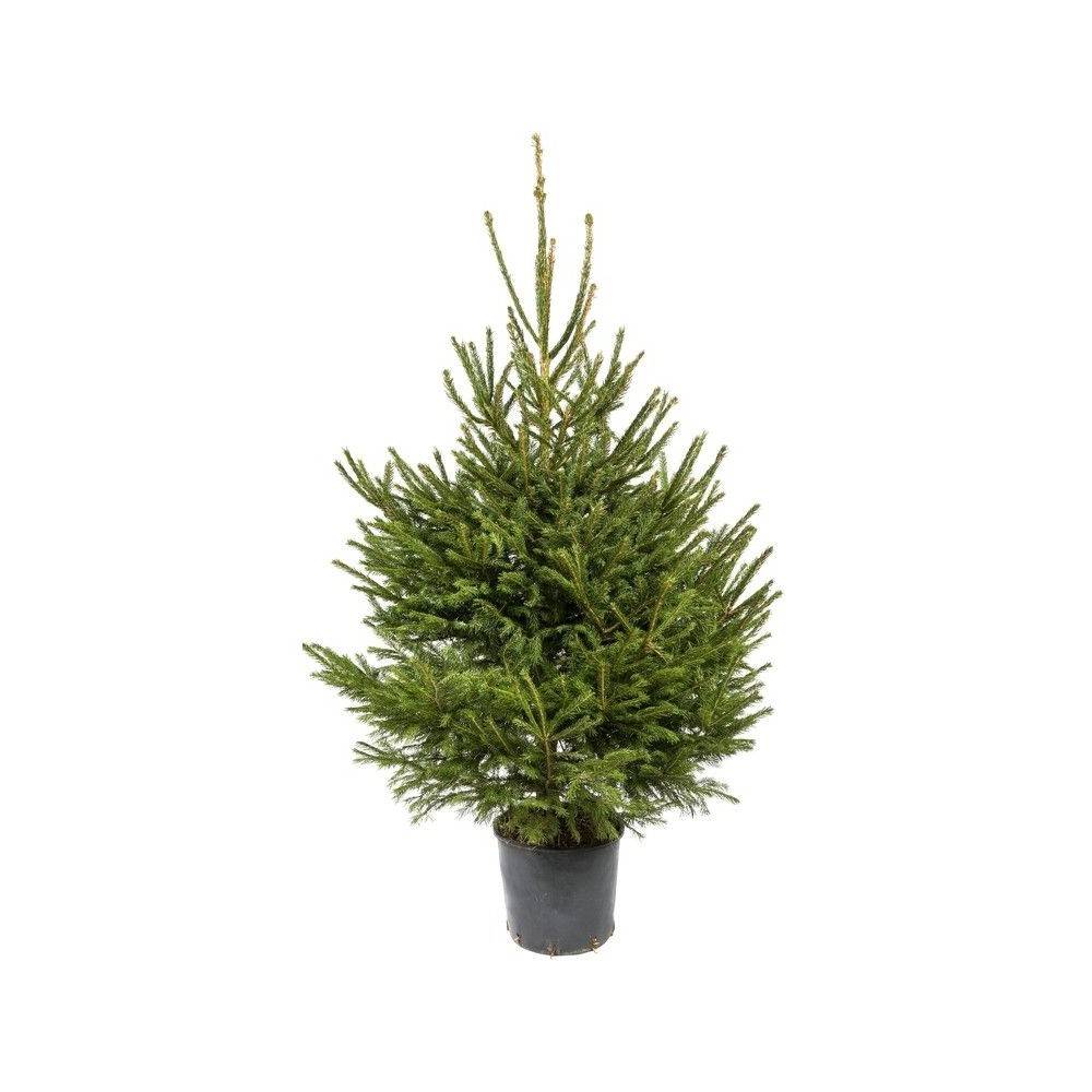 A lush, green evergreen tree in a black pot, with full branches and a tapered shape.