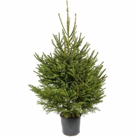 Sapin Epicéa naturel en pot Sapin Epicéa naturel en pot