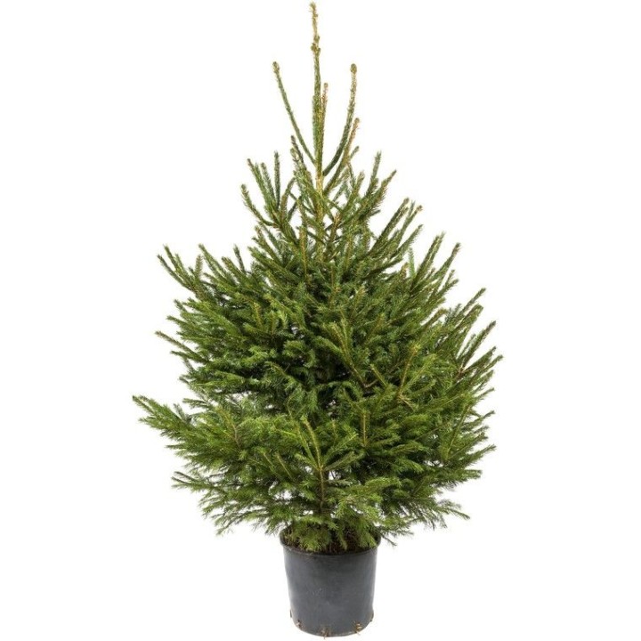 Groene kerstboom in een zwarte pot, met volle takken en een natuurlijke uitstraling.