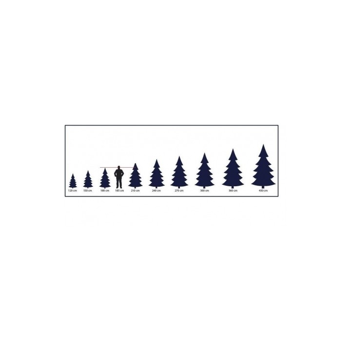 A scale comparison of various evergreen tree heights next to a human silhouette.