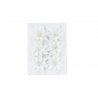 Set of 6 white Christmas roses