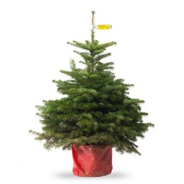 Un sapin de Noël vert, bien garni, avec un pot rouge en dessous.