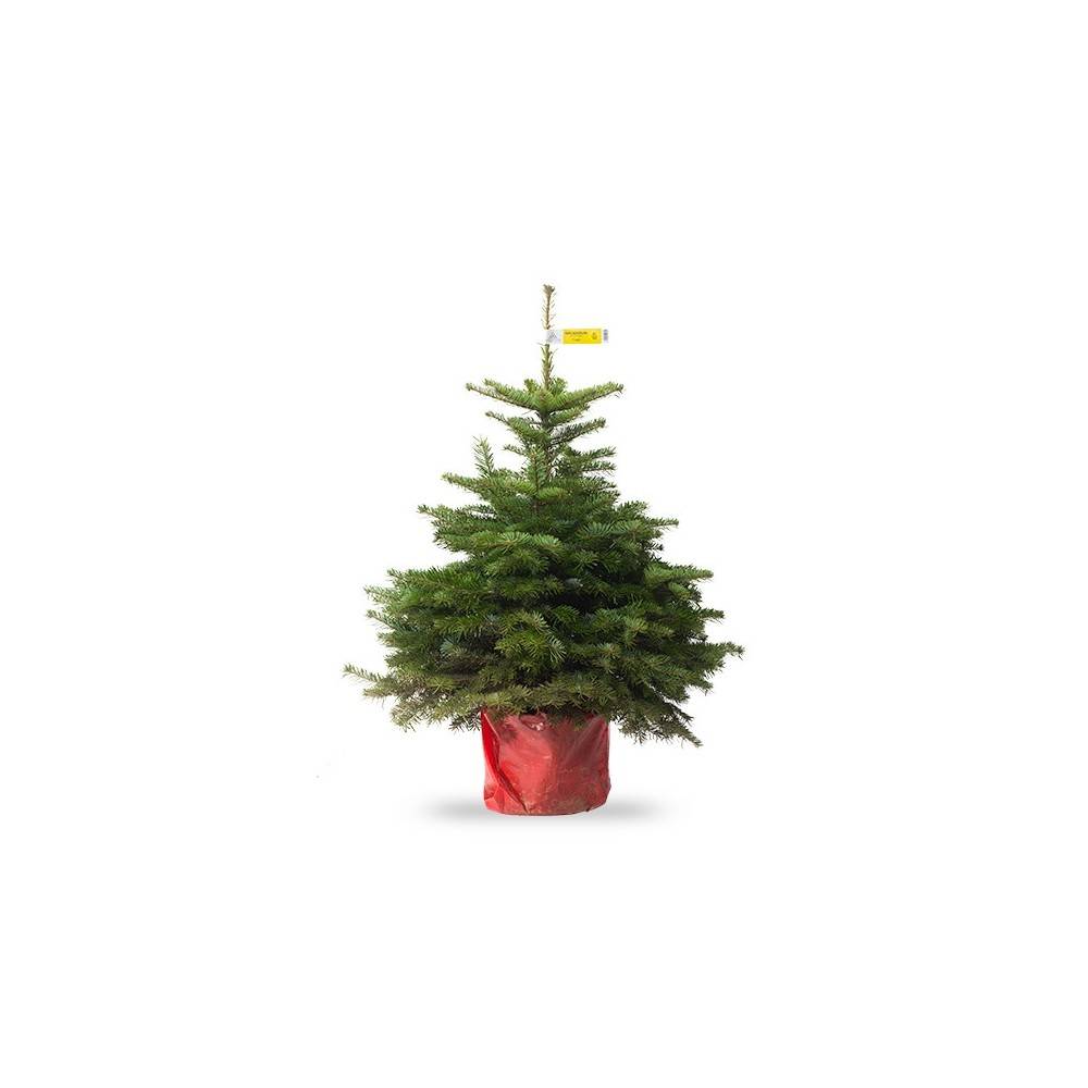 Petit Sapin Nordmann en pot 60cm / 80cm