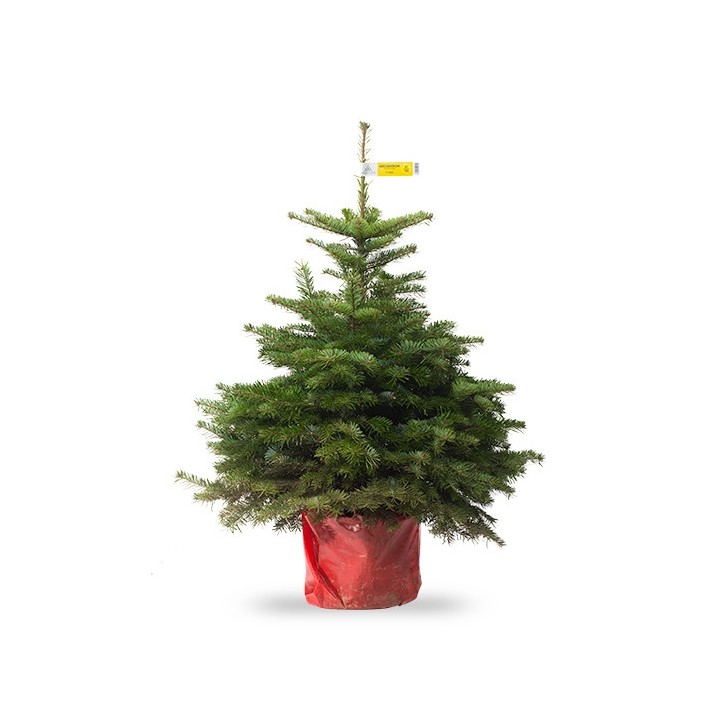 Groene kerstboom met volle takken, in een rode zak, tegen een witte achtergrond.