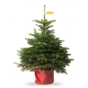 Small Potted Nordmann 60cm Small Potted Nordmann 60cm