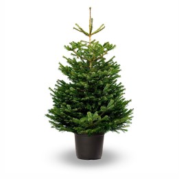 A lush green Christmas tree in a black pot against a plain white background.