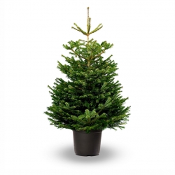 Sapin de Noël Nordmann en pot avec ses racines