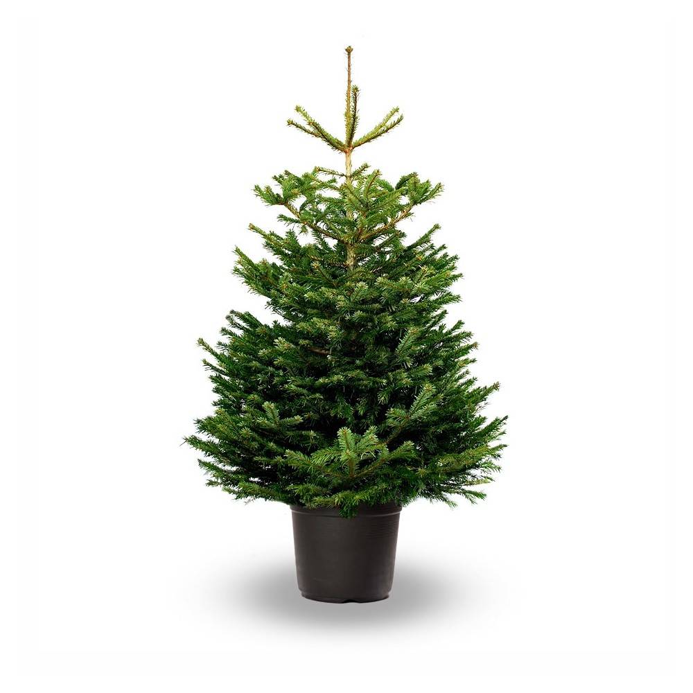 Sapin de Noël Nordmann en pot 125-150 cm