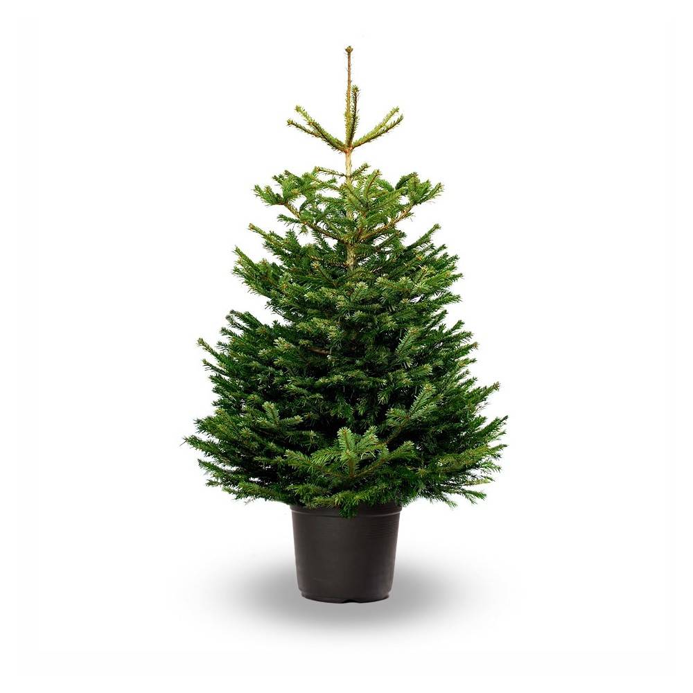 Sapin Nordmann en pot