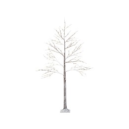 A tall, slender tree with bare branches, featuring a textured, light-colored trunk.