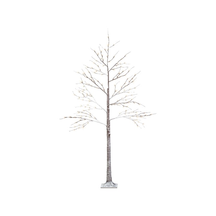 A tall, slender tree with bare branches, featuring a textured, light-colored trunk.