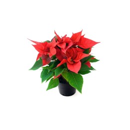 Heldere, rode bladeren met groene bladeren in een zwarte pot, typisch voor kerstmis.
