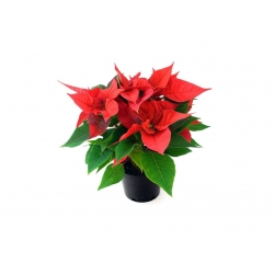 A vibrant poinsettia with bright red leaves and green foliage in a black pot.