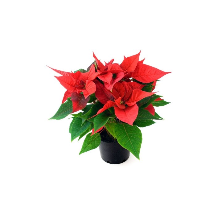 Plante d'intérieur aux feuilles vertes et fleurs rouges éclatantes, dans un pot noir.