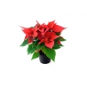 Natural Christmas Rose - Poinsettia - 1 Natural Christmas Rose - Poinsettia - 1