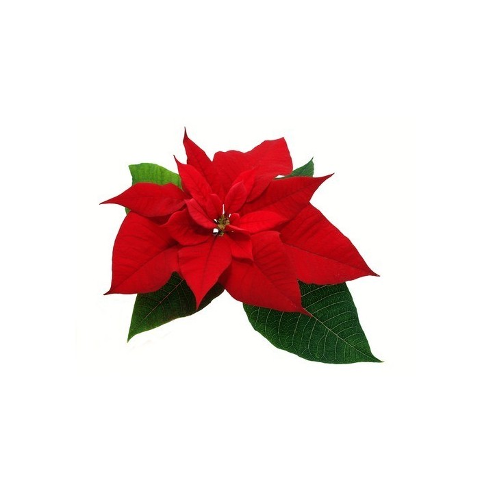 Fleur rouge éclatante avec des feuilles vertes, évoquant la magie des fêtes.