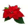 Rose de Noël naturelle - Poinsettia  - 2