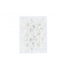 Champagne and White Collection
