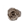 Collection Champagne et Blanc