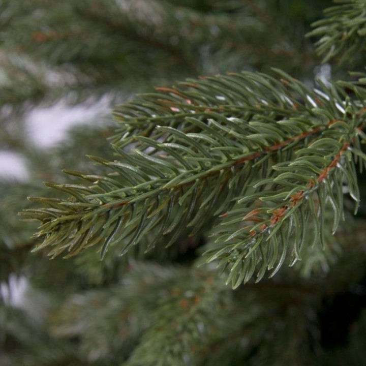 Close-up of lush green pine needles with subtle hints of brown, set against a blurred background.