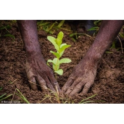 Des mains terreuses plantent un jeune plant vert dans un sol brun riche.