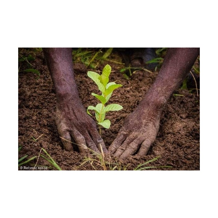 Des mains terreuses plantent un jeune plant vert dans un sol brun riche.