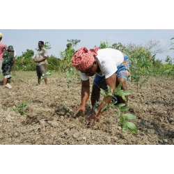 Homme en train de planter des jeunes pousses dans un sol aride, sous un ciel dégagé.