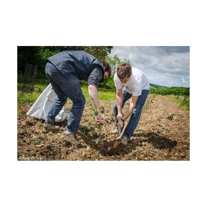 Two people planting saplings in a brown field under a cloudy sky, working with shovels.